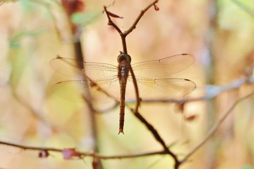 Tholymis tillarga